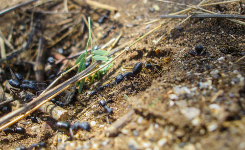 High angle view of ant on ground