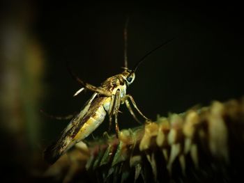 Close-up of insect on leaf