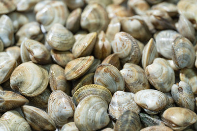 Full frame shot of seashells