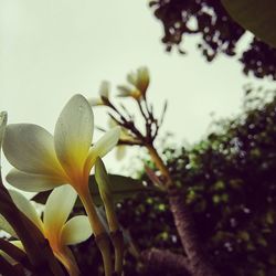 Close-up of flower blooming on tree against sky