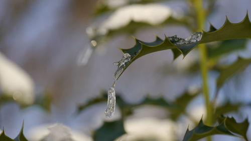 Close-up of ice on plant