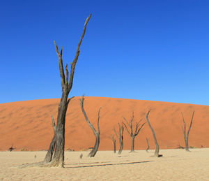 Bare trees on desert against clear blue sky