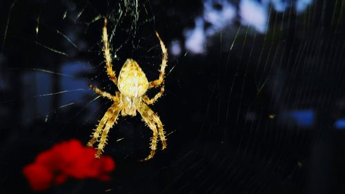 Close-up of spider web