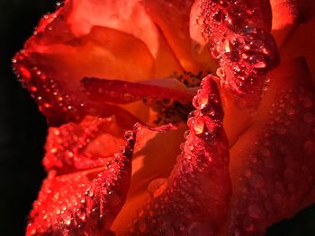 Close-up of wet red flower