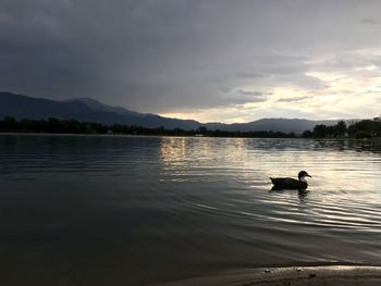 View of ducks swimming in lake