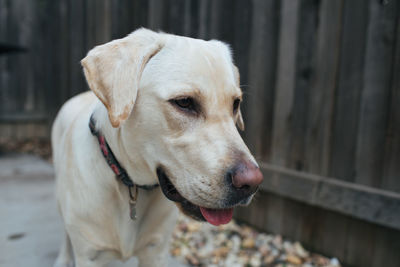 Portrait of labrador retriever puppy in the yard.