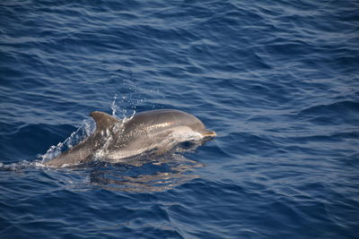 View of a swimming in sea