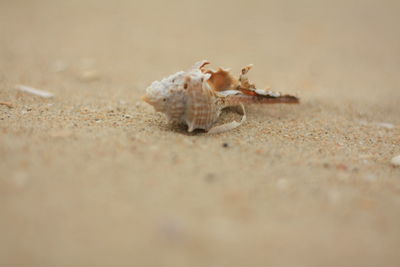 Close-up of crab on beach