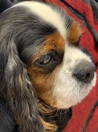 Close-up of a dog looking away