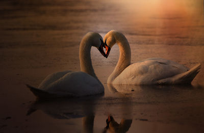 Close-up of swans in lake during sunset