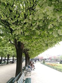 People walking on tree in city