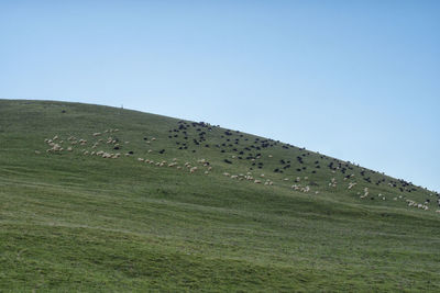 Scenic view of field against clear sky