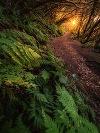 Road amidst trees in forest during sunset