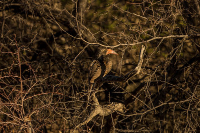 Bird perching on tree in forest