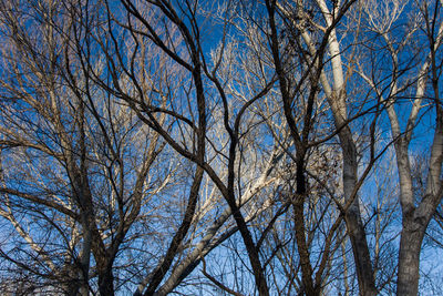 Low angle view of bare trees against blue sky