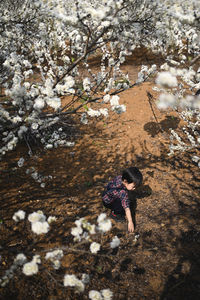 Cute baby boy playing in plum blossoms garden