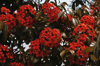 Close-up of red flowers blooming outdoors