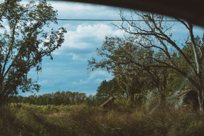 Trees on field against sky