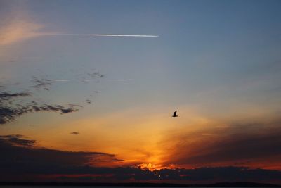 Silhouette birds flying against sky during sunset