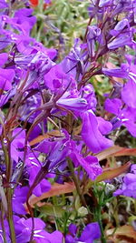 Close-up of purple flowers