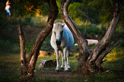 Horse between two dead tree