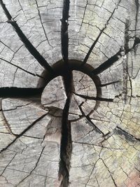 Close-up of tree stump