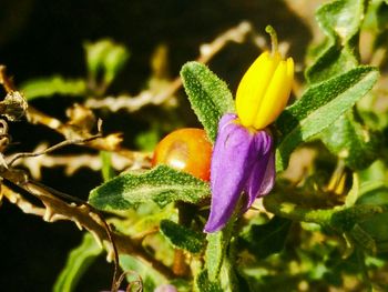 Close-up of purple flowers