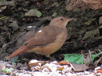 High angle view of bird on field