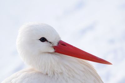White storck