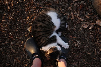 High angle view of hand holding cat