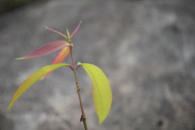 Close-up of flowering plant