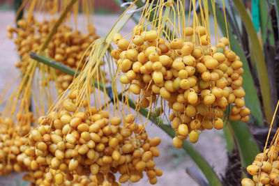 Close-up of fresh fruits hanging on plant