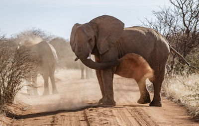 View of elephant on land against sky