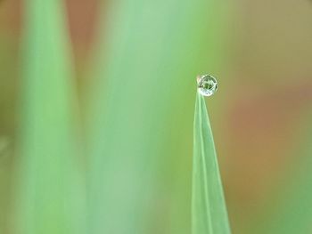 Close-up of raindrops on leaf