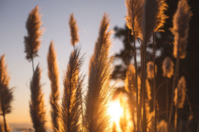 Close-up of stalks in field against sunset sky