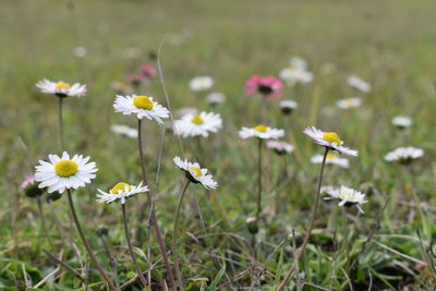 Close-up of white flowering plants on field