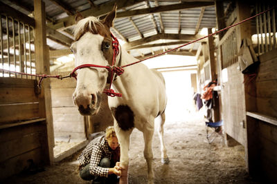 Woman bandaging leg of horse in stable