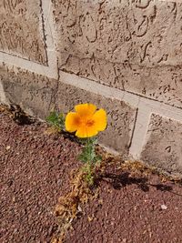 Close-up of yellow flowering plant against wall