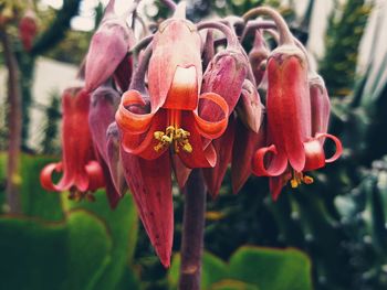 Close-up of red flowering plant in park