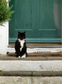 Black cat sitting outside house
