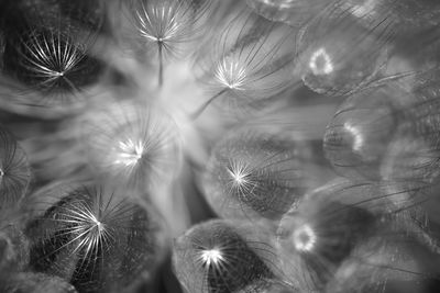Full frame shot of flowering plants
