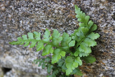 Close-up of green plant