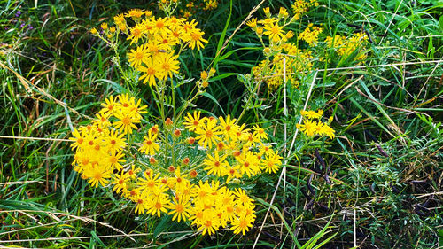 Close-up of yellow flowering plants on field