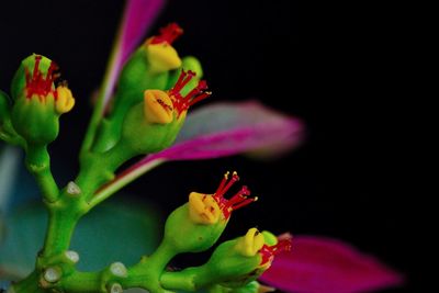 Close-up of pink flower