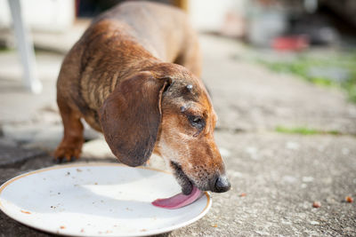 Close-up of dog looking away