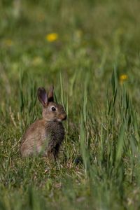 Hare relaxing on grassy field