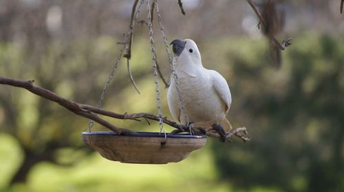 Close-up of bird perching on branch