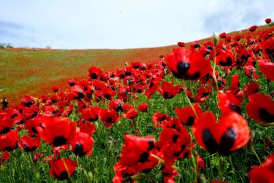 Close-up of red poppies on field against sky