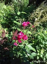 Pink flowers blooming outdoors