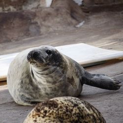 Sea lion in zoo